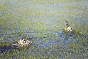 100817: Burchell's Zebra - roaming in a freshwater marsh
