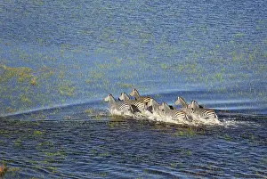 100817: Burchell's Zebra - roaming in a freshwater marsh