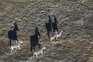Burchell: Burchell's Zebra - roaming in the late evening -