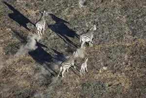 100817: Burchell's Zebra - roaming in the late evening -