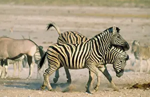 Vicinity: Burchell's Zebra - stallions fighting in the vicinity