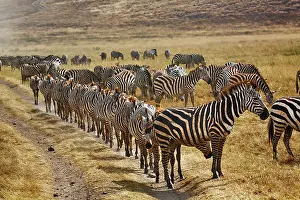 Cooperation: Burchell's Zebra waiting in line for dust