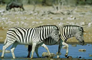 Passing: Burchell's Zebra - at a waterhole - in the background
