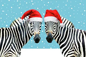 281217: Burchell's Zebra - wearing Christmas hats on pink