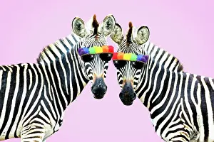Glasses: Burchell's Zebra, wearing rainbow coloured sunglasses