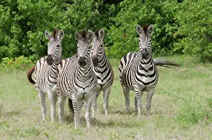Burchell: Four Burchell's Zebras on alert at Kwara