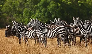 Restuccia: Burchell's Zebras (Equus Burchellii) as