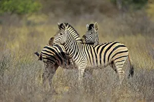 Tswalu: Burchell's Zebras (Equus quagga burchelli), two