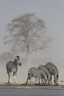 Nxai: Burchell's Zebras (Equus quagga burchelli), animal
