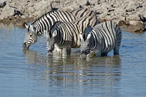 230518: Burchell's zebras (Equus quagga burchellii), standing