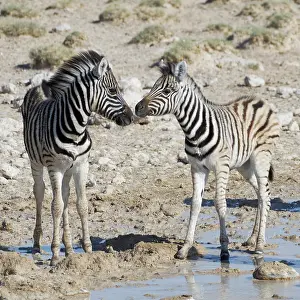 Burchells: Burchells zebras (Equus quagga burchellii), two