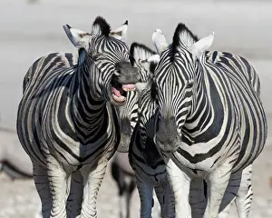 Burchells: Burchells zebras (Equus quagga burchellii), two