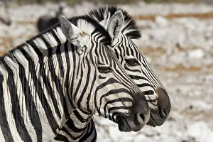 Kunene: Burchells zebras (Equus quagga burchellii), two