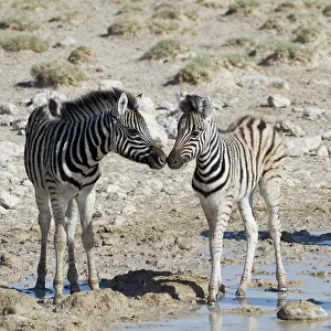 Nose: Burchells zebras (Equus quagga burchellii), two