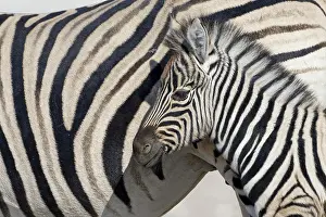 Burchells: Burchells zebras (Equus quagga burchellii), adult