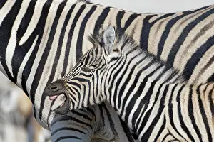 Burchells: Burchells zebras (Equus quagga burchellii), adult