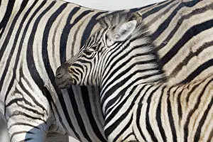 Burchells: Burchells zebras (Equus quagga burchellii), adult