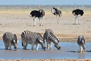 Unable: Burchell's zebras (Equus quagga burchellii) drinking