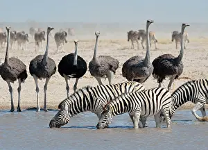 Unable: Burchell's zebras (Equus quagga burchellii) drinking