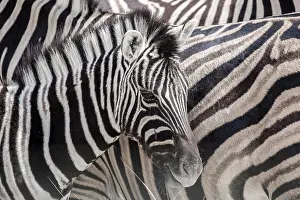 Patterned: Burchell's Zebras (Equus quagga burchellii), foal