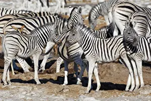 Kunene: Burchells zebras (Equus quagga burchellii), herd