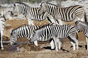 Thirst: Burchells zebras (Equus quagga burchellii), herd