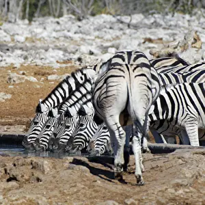 Thirst: Burchells zebras (Equus quagga burchellii), herd