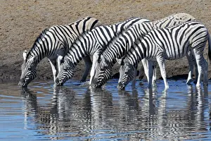 Thirst: Burchells zebras (Equus quagga burchellii), herd