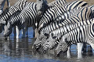 Thirst: Burchells zebras (Equus quagga burchellii), herd