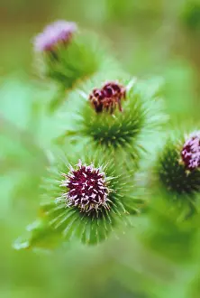 Arctium: Burdock