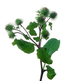 Arctium: Burdock