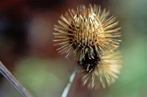 Arctium: Burdock