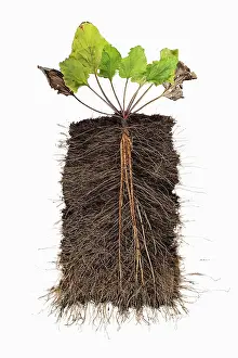 Tough: Burdock