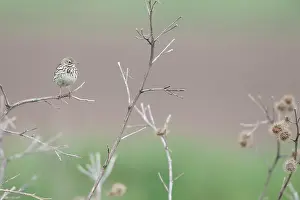 Anthus: Burdock