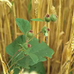 Arctium: Burdock in Flower