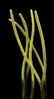 Burgess: Burgess Shale algae