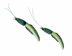 Burgess: Burgess Shale animal
