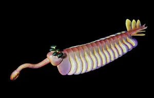 Reconstructions: Burgess Shale animal