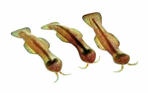 Reconstructions: Burgess Shale animal