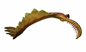 Reconstructions: Burgess Shale animal