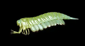 Reconstructions: Burgess Shale arthropod