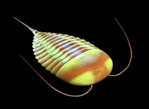 Reconstructions: Burgess Shale arthropod