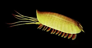 Reconstructions: Burgess Shale arthropod