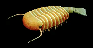 Reconstructions: Burgess Shale arthropod