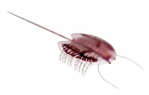 Reconstruction: Burgess Shale arthropod
