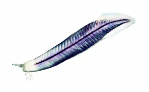 Reconstruction: Burgess Shale chordate