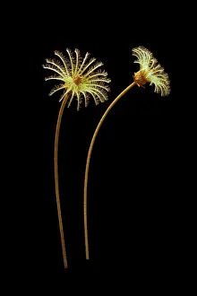 Reconstructions: Burgess Shale crinoid