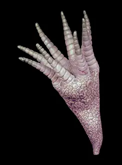 Reconstructions: Burgess Shale crinoid