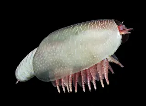 Reconstructions: Burgess Shale crustacean
