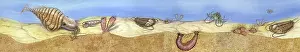 Reconstruction: Burgess Shale Illustration